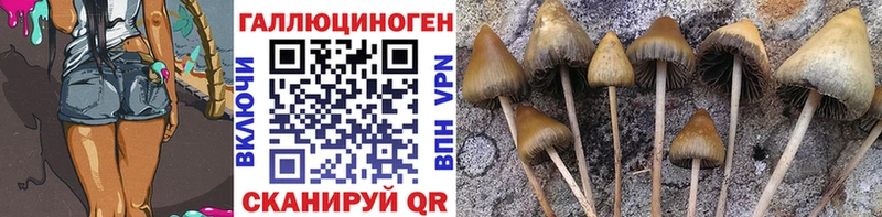 Псилоцибиновые грибы Cubensis  shop как зайти  Волосово 